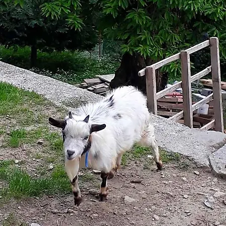 Foresteria Vecchiascuola Pianazzola 3* Chiavenna